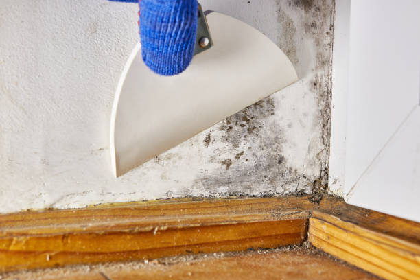 Best Emergency Mold Remediation  in Prairie City, IA
